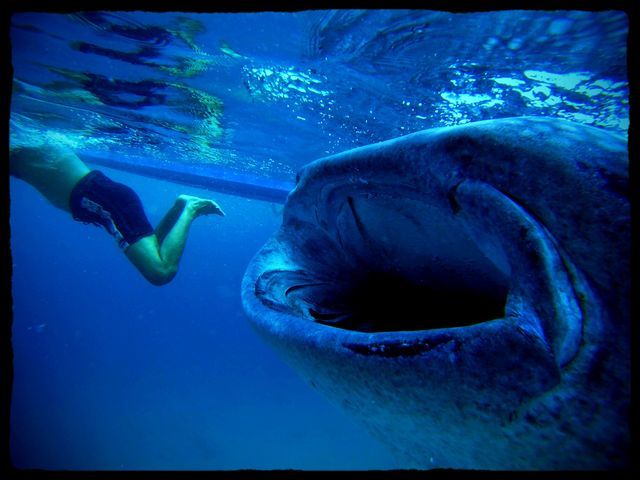 Oslob whale shark Cebu tours